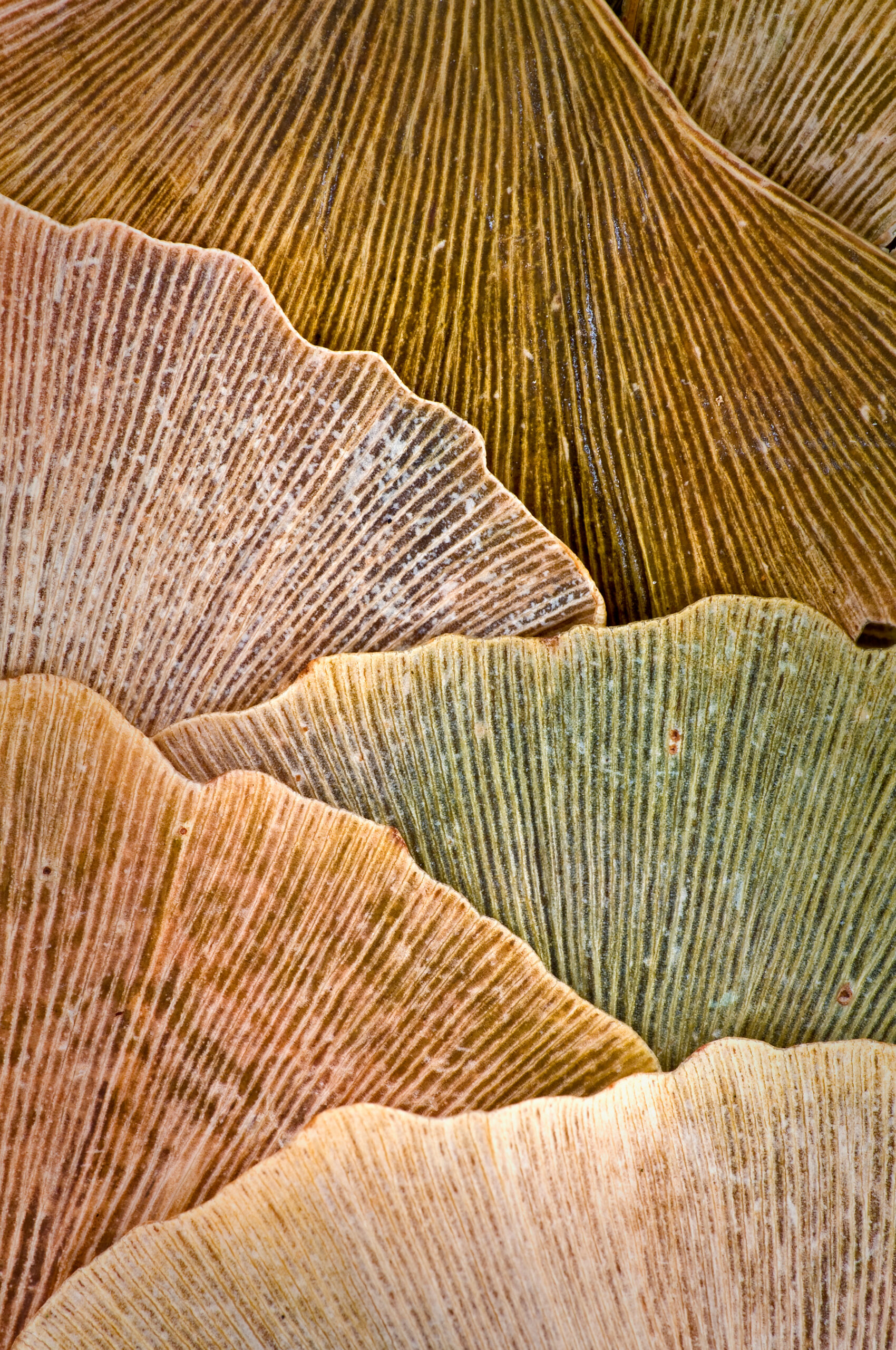 Close up of fallen ginkgo leaves showing fall colors and textures in leaves.